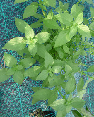 Bouquet basilic citron