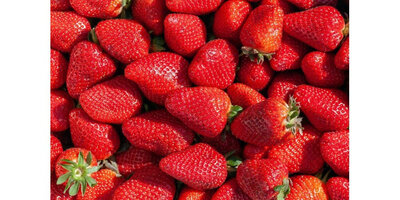 Fraise