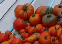 Tomates du jardin