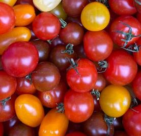 Tomates cerises