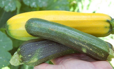 Courge spaguetti