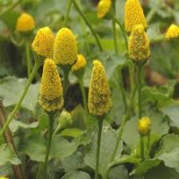 Brede mafane / jambu bio