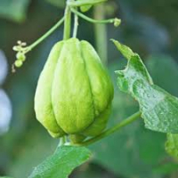 Chayote/ christophine