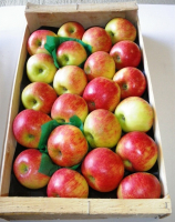 Pomme  elstar en plateau 4,2 kg