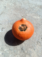 Potimarron bio déclassés (0.800 kg à1 kg)