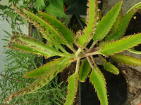 Kalanchoé de daigremont