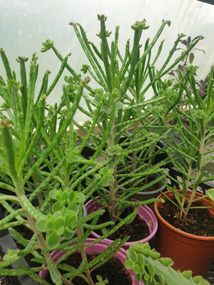 Kalanchoé delagoensis