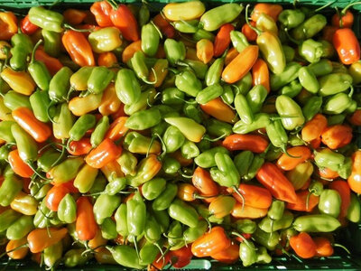 Piment végétarien
