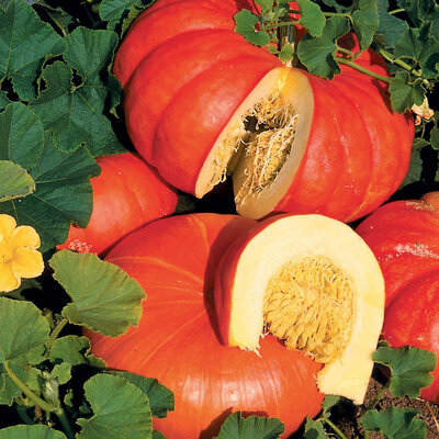 Courge potiron