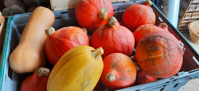 Courge spaghetti