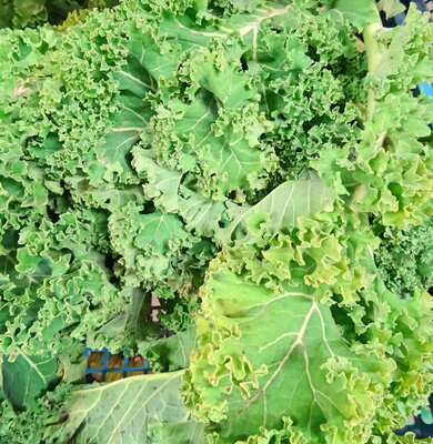 Chou kale