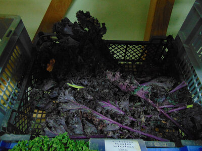Chou kale violet
