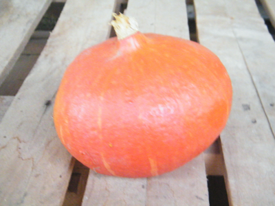 Potimarron