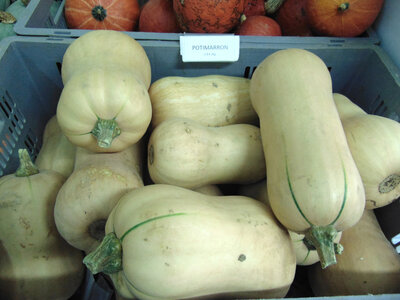 Butternut
