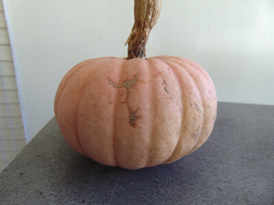 Potiron rose