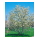 Amelanchier northline sur tige - image 2