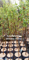 Amelanchier october flame