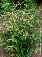 Viburnum bois marquis