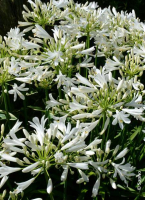 Agapanthe pitchoune white