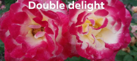 Rosier double delight
