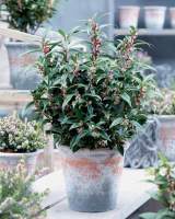 Sarcococca winter gem