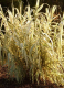 Arundo donax - image 2
