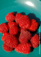 Framboisier rubus idaeus héritage