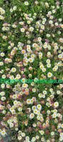 Erigeron karvinskarnius profusion