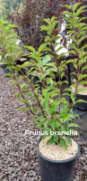 Prunus lusitanica brenelia