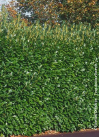 Prunus laurocerasus rotundifolia