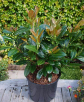 Prunus laurocerasus titan