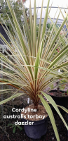 Cordyline australis torbay dazzler