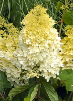 Hydrangea paniculata limelight