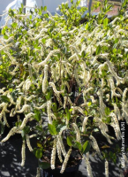 Itea virginica love child