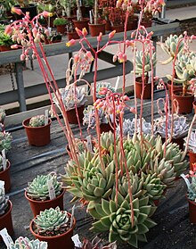 Plant crassulaceae echeveria agavoide
