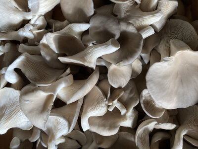 Pleurotes gris