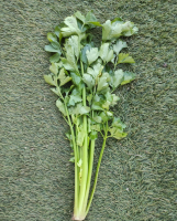 Céleri branches