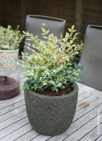 Nandina domestica twilight