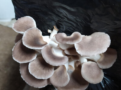 Pleurotes bios