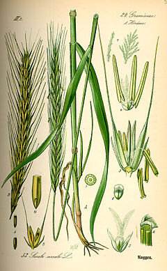Farine de seigle