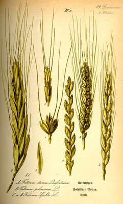 Farine de grand epeautre