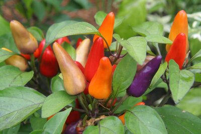 Piment aurora