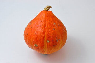 Potimarron