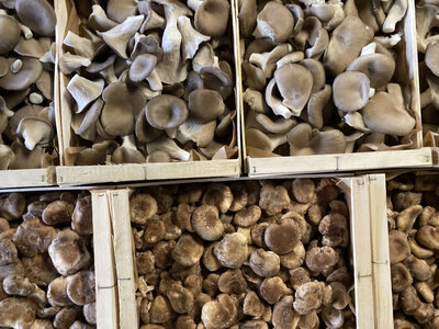 Panaché de nos champignons du moment