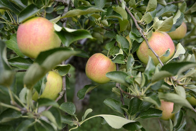 Pommes rubinette