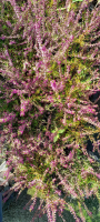 Bruyere 'erica calluna vulgaris marlies red