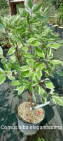 Cornus alba elegantissima