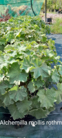 Alchemilla mollis rothm
