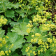 Alchemilla mollis rothm - image 2