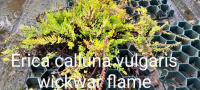 Erica calluna vulgaris wickwar flame